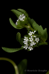 Immagine 4 di 8 - Valerianella locusta (L.) Laterr.