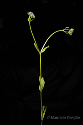 Immagine 6 di 8 - Valerianella locusta (L.) Laterr.