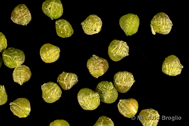 Immagine 7 di 8 - Valerianella locusta (L.) Laterr.