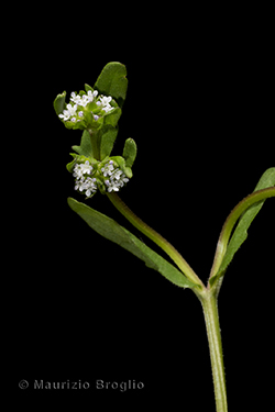 Valerianella locusta (L.) Laterr.