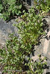 Immagine 1 di 9 - Valerianella carinata Loisel.
