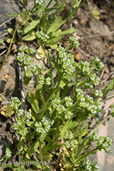 Immagine 2 di 9 - Valerianella carinata Loisel.