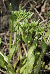 Immagine 3 di 9 - Valerianella carinata Loisel.