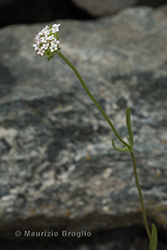 Immagine 1 di 6 - Valerianella coronata (L.) DC.