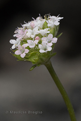 Immagine 2 di 6 - Valerianella coronata (L.) DC.