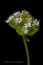 Immagine 3 di 6 - Valerianella coronata (L.) DC.