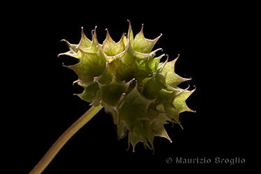 Immagine 6 di 6 - Valerianella coronata (L.) DC.