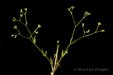 Immagine 1 di 8 - Valerianella dentata (L.) Pollich