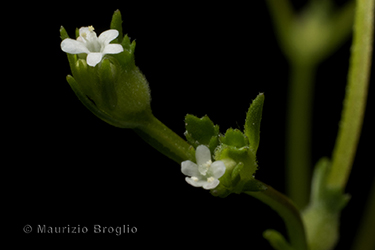 Immagine 4 di 8 - Valerianella dentata (L.) Pollich