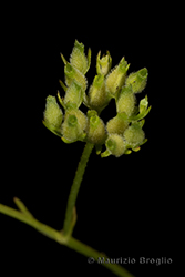 Immagine 5 di 8 - Valerianella dentata (L.) Pollich