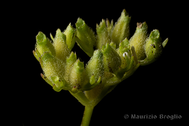 Immagine 6 di 8 - Valerianella dentata (L.) Pollich