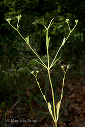 Immagine 8 di 8 - Valerianella dentata (L.) Pollich