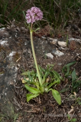 Immagine 1 di 5 - Valeriana tuberosa L.