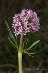 Immagine 3 di 5 - Valeriana tuberosa L.