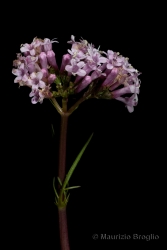 Immagine 4 di 5 - Valeriana tuberosa L.