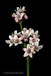 Immagine 4 di 4 - Valeriana dioica L.