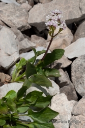 Immagine 1 di 7 - Valeriana montana L.