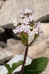 Immagine 2 di 7 - Valeriana montana L.