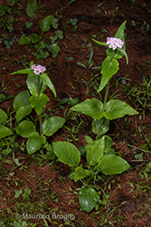 Immagine 3 di 7 - Valeriana montana L.