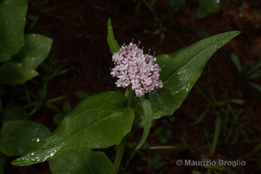 Immagine 4 di 7 - Valeriana montana L.