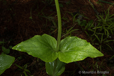 Immagine 5 di 7 - Valeriana montana L.