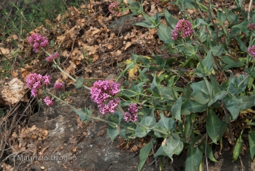 Immagine 3 di 5 - Centranthus ruber (L.) DC.