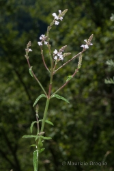 Immagine 1 di 3 - Verbena officinalis L.