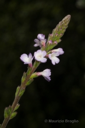 Immagine 3 di 3 - Verbena officinalis L.