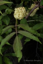 Immagine 4 di 4 - Sambucus racemosa L.