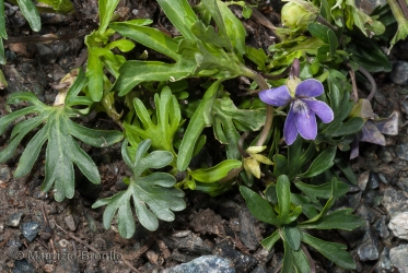 Immagine 1 di 4 - Viola pinnata L.