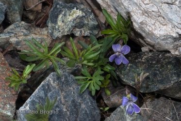 Immagine 2 di 4 - Viola pinnata L.
