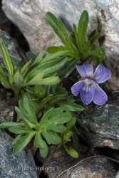 Immagine 3 di 4 - Viola pinnata L.