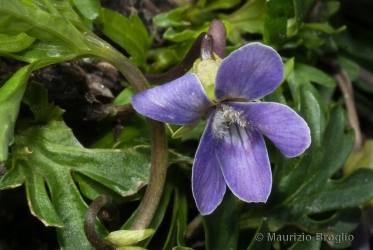 Immagine 4 di 4 - Viola pinnata L.