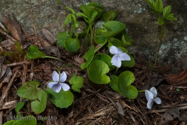 Immagine 2 di 4 - Viola palustris L.