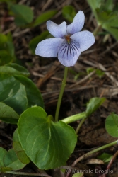 Immagine 4 di 4 - Viola palustris L.