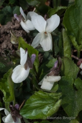 Immagine 3 di 7 - Viola alba Besser