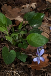 Immagine 2 di 3 - Viola hirta L.