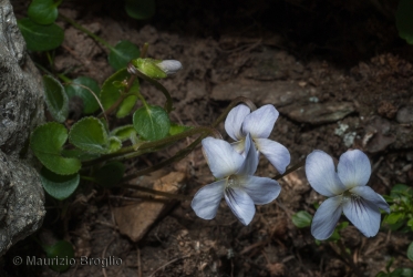 Immagine 2 di 4 - Viola thomasiana Songeon & E.P. Perrier