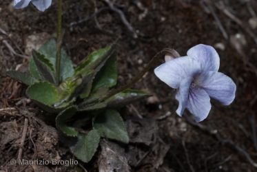 Immagine 3 di 4 - Viola thomasiana Songeon & E.P. Perrier