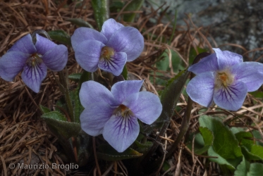 Immagine 4 di 4 - Viola thomasiana Songeon & E.P. Perrier