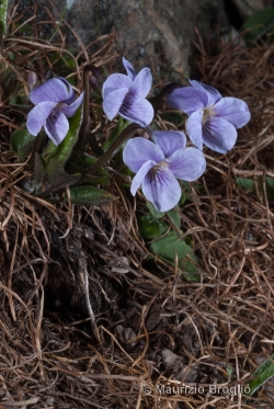 Viola thomasiana Songeon & E.P. Perrier