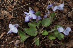 Viola rupestris F.W. Schmidt