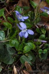 Immagine 1 di 4 - Viola reichenbachiana Jord. ex Boreau