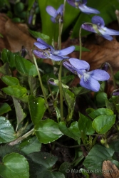 Immagine 2 di 4 - Viola reichenbachiana Jord. ex Boreau