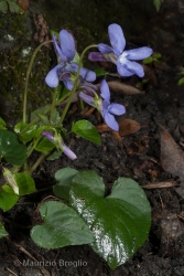 Immagine 3 di 4 - Viola reichenbachiana Jord. ex Boreau