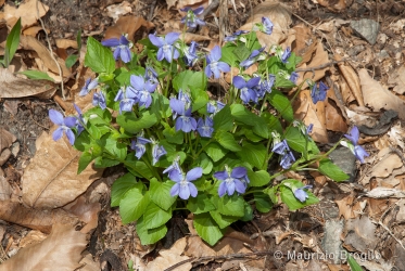 Immagine 2 di 5 - Viola riviniana Rchb.