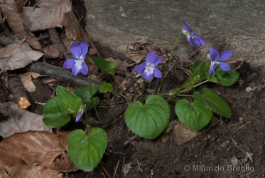 Immagine 3 di 5 - Viola riviniana Rchb.
