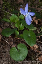 Immagine 4 di 5 - Viola riviniana Rchb.