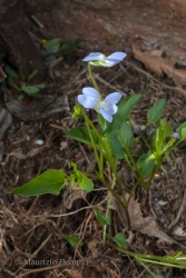Immagine 2 di 5 - Viola canina L.