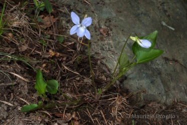 Immagine 3 di 5 - Viola canina L.